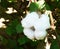 Ripe cotton seed pods on the cotton plant