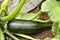 Ripe Courgette