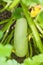 Ripe courgette in leaves in garden