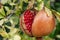 Ripe cracked pomegranate on a tree branch