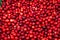 Ripe cranberries for background. Red cranberries