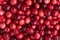 Ripe cranberries close-up. Top view