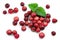 Ripe cranberry with a mint