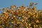 Ripe crataegus, hawthorn on a bush in the autumn