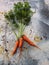 Ripe crop of carrots on a light rusty surface