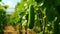 Ripe Cucumber Hanging in Sunlit Greenhouse