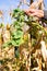 Ripe cucumbers among dry corn