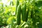 Ripe cucumbers glistening in sunlight. Fresh garden harvest, close-up shot. Lush greenhouse.