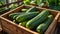 ripe cucumbers,wooden box agriculture greenhouse growth organic