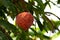 Ripe Custard Apple on Annona reticulata tree