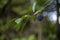 Ripe damson plum fruit on tree