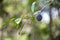 Ripe damson plum fruit on tree