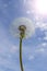 Ripe dandelion against the sky. Fluffy round white whole head of ripe dandelion on the background of the sunny sky