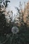 Ripe dandelion in autumn forest with blurred background