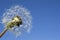 Ripe dandelion on blue sky