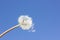 Ripe dandelion on blue sky