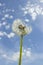 Ripe dandelion on the cloudy sky. White air dandelion seeds Taraxacum, partially blown up