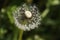 Ripe dandelion in a field Close up Macro Springtime in a country