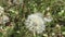 Ripe dandelion head.  At the top of the elongated spout of the machine, there are many hours, with their help, the dandelion fruit