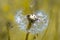 Ripe dandelion inflorescences