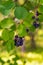 Ripe dark purple Irga berries on the branches