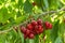 Ripe dark red Stella cherries hanging on cherry tree branch with green leaves and blurred background
