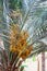 Ripe Dates growing palm tree. Balcony view. Dubai, UAE.