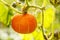 Ripe decorative pumpkin in garden