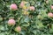 Ripe delicious apples on an apple tree after rain