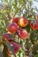 Ripe delicious peaches on a tree in a sunny fruit summer garden. Organic food concept. Close up