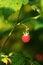 Ripe and delicious Wild rasberry, Rubus idaeus
