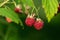 Ripe and delicious Wild rasberry, Rubus idaeus