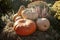 Ripe different pumpkins lit by autumn sun, on dry straw. Traditional symbol for harvest holidays, Thanksgiving Day