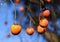 Ripe Diospyros kaki hanging on the branch of the tree