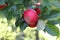 Ripe Discovery apples, Malus domestica, growing on an apple tree in late summer, Shropshire, England.