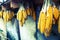 Ripe dried corn cobs hanging on the old wooden wagon