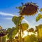 Ripe drooping sunflower sunset and blue sky background