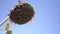 Ripe dry sunflower against a blue sky. Autumn, harvest of sunflowers