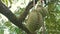 Ripe durian fruit hanging on the durian tree in durian orchard.