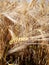 Ripe ear of barley in the field close-up