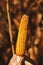 Ripe ear of corn on plant stalk