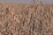 Ripe ears of agricultural grain close-up. Wheat, oats.