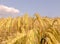 Ripe ears of barley closeup cornfield Background blue sky