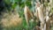 Ripe ears of oats closeup on a blurred background selective focus