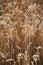 Ripe ears of rye close-up. Grain agricultural plants. Grain harvest