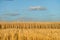 Ripe ears of rye and oat during the harvest