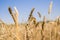 Ripe ears of wheat autumn harvestin the background of blue sky. Garden and vegetable garden. Gardening. agriculture. Healthy