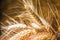 Ripe ears of wheat close up, dry yellow cereals spikelets on dark blurred background.