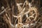 Ripe ears of wheat close-up. Grain agricultural plants. Grain harvest, vignette