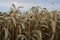 Ripe ears of wheat on the field